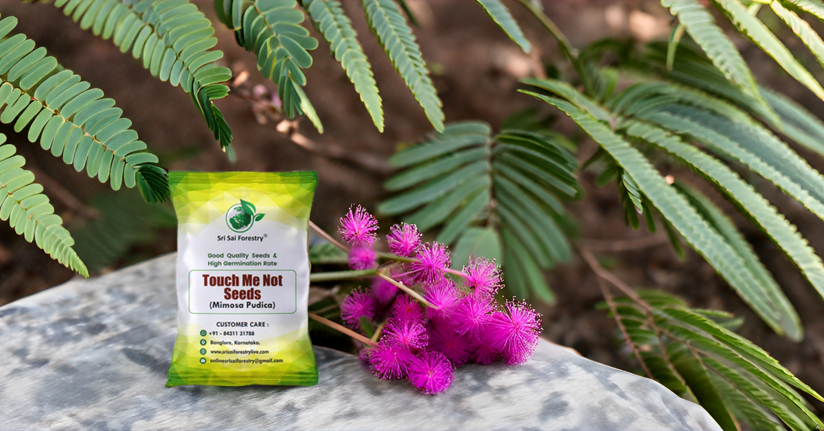 Mimosa Pudica Seeds – The Magical Touch-Me-Not Plant! SRI SAI FORESTRY