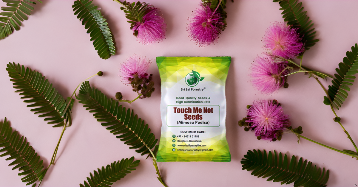 Mimosa Pudica Seeds – The Magical Touch-Me-Not Plant! SRI SAI FORESTRY