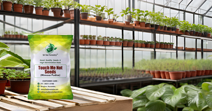 Mimosa Pudica Seeds – The Magical Touch-Me-Not Plant! SRI SAI FORESTRY