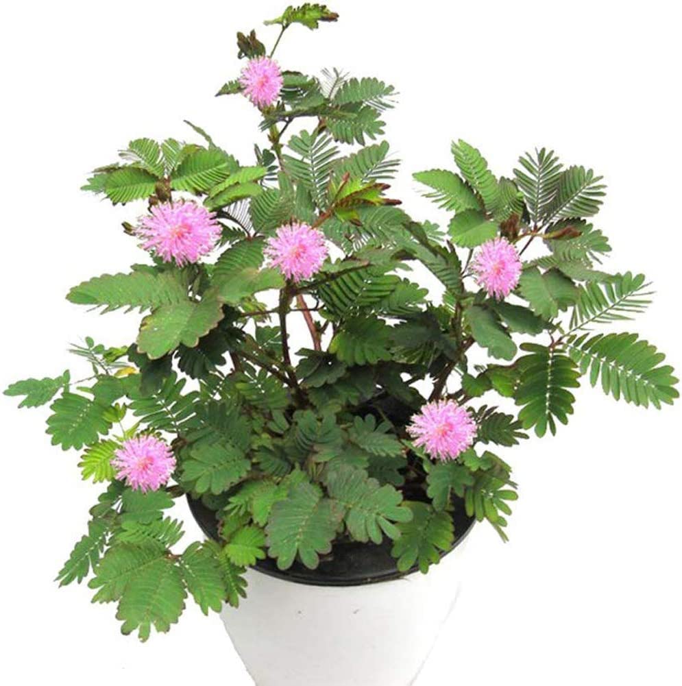 Mimosa Pudica Seeds – The Magical Touch-Me-Not Plant! SRI SAI FORESTRY