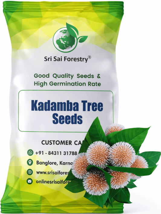 Kadamba Tree Seeds | Satabisha Nakshatra Seed SRI SAI FORESTRY