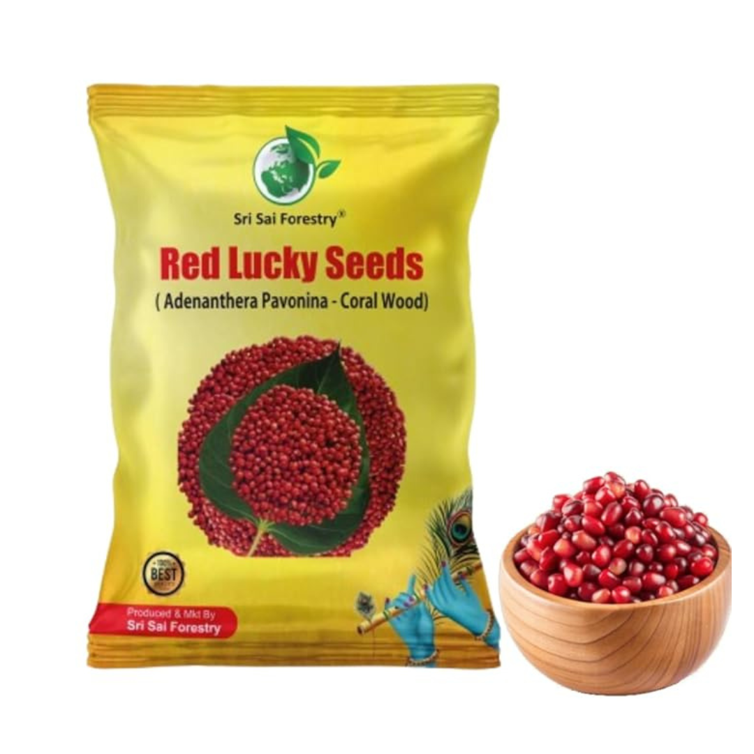 Red Lucky Seeds - Coral Wood Tree Seeds (Adenanthera Pavonina) SRI SAI FORESTRY