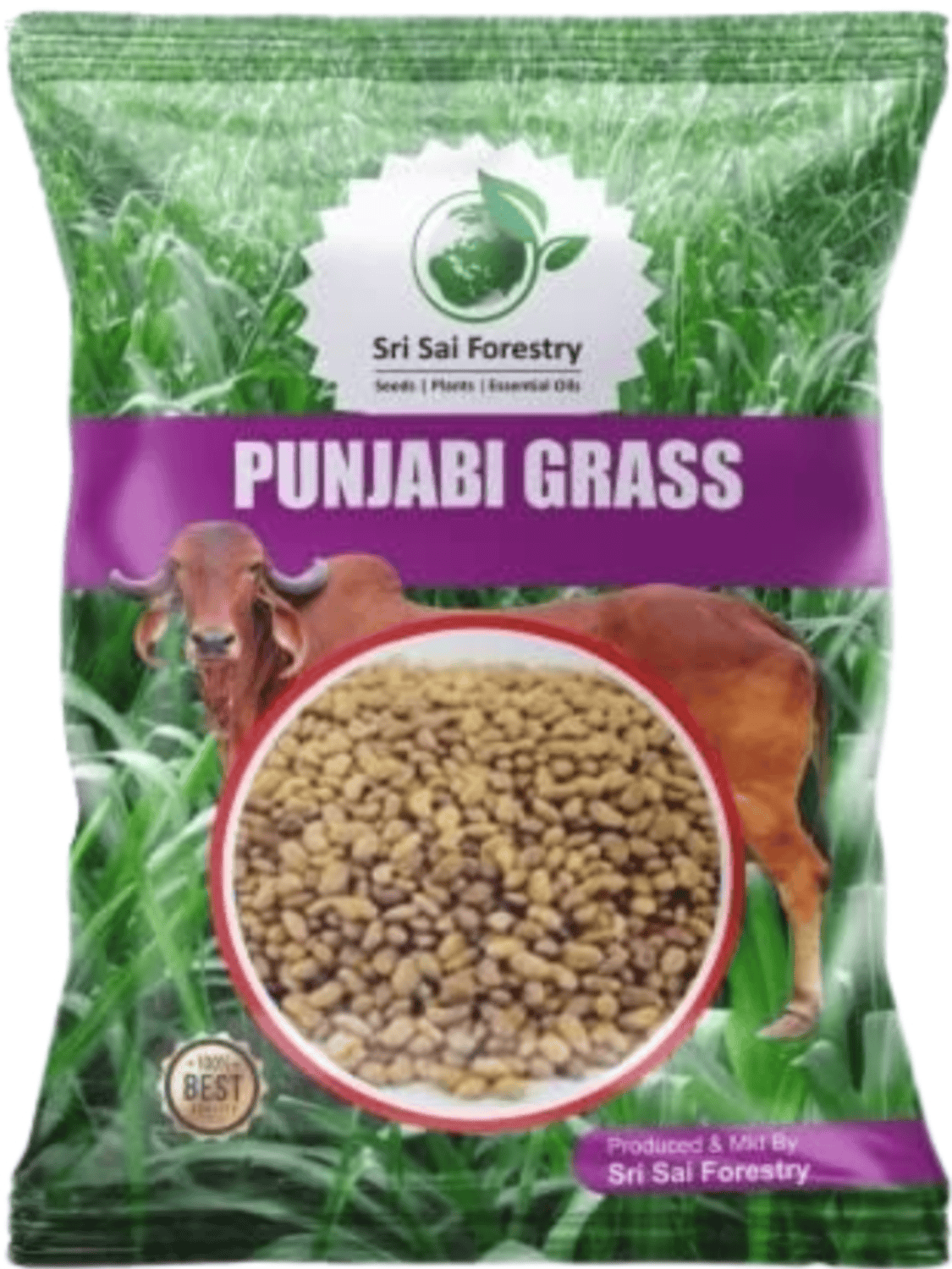 Punjabi Grass Seeds for Goat Multi Cut Grass SRI SAI FORESTRY