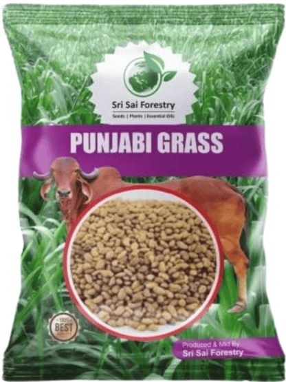 Punjabi Grass Seeds for Goat Multi Cut Grass SRI SAI FORESTRY