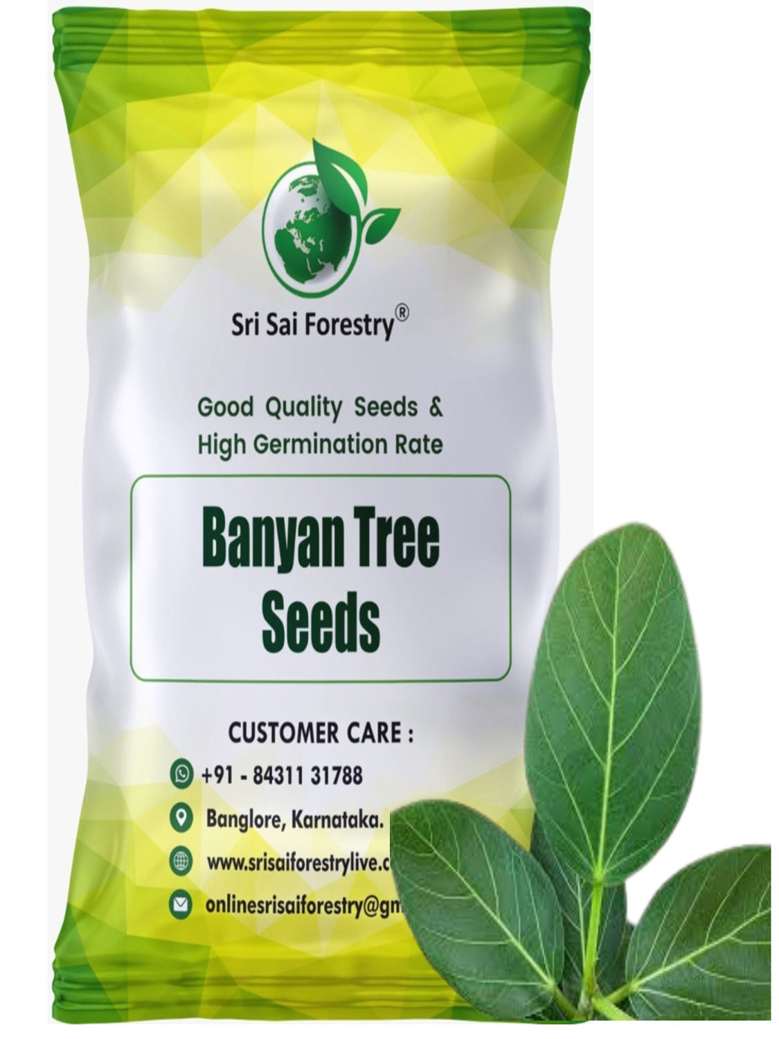 Banyan Tree Seeds (Ficus Benghalensis) –  For Avenue Planting and Shade Tree Growth SRI SAI FORESTRY