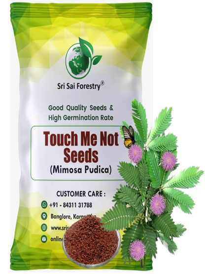Mimosa Pudica Seeds – The Magical Touch-Me-Not Plant! SRI SAI FORESTRY
