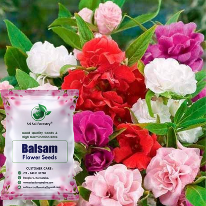Rose Balsam Seeds Mix Color Ornamental Flower Seeds for Home Garden SRI SAI FORESTRY