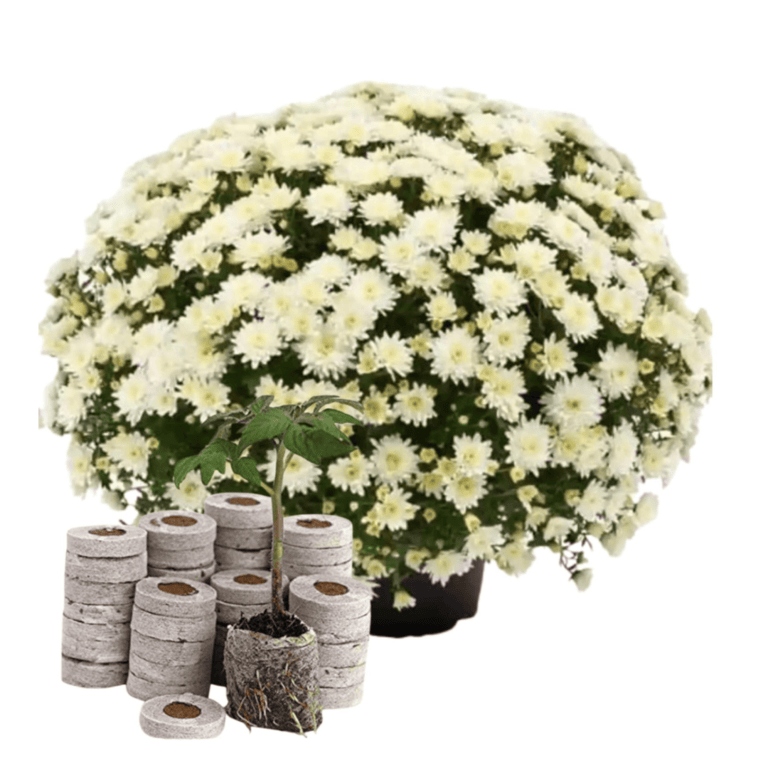 White Chrysanthemum (Sevanti, Shevanti) Mixed Flower Seeds Pack + Coco Coir (2 Disc) Ideal for Seed Germination for Home Garden SRI SAI FORESTRY