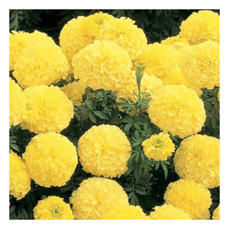 Marigold Flower Seed For Home Garden SRI SAI FORESTRY