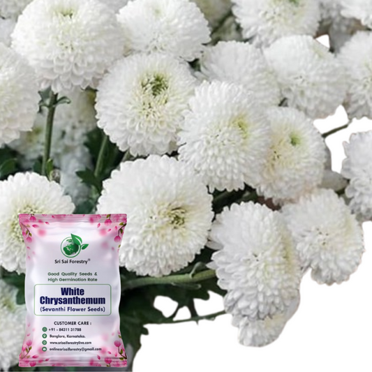 White Chrysanthemum Flower Seeds, Sevanti, White Shevanti Flower Color Seed Ornamental Plant Flower Seed for Home Garden Terrace Apartments Balcony SRI SAI FORESTRY