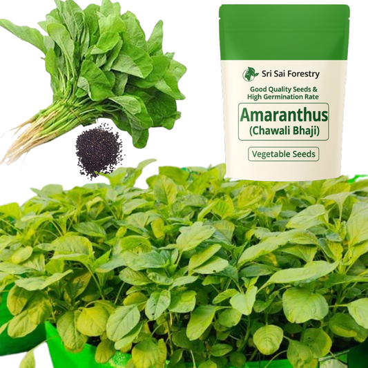Amaranthus Leaf Seeds  – Chawli Chaulai Thotakura Dantu Harive Soppu Sirukeerai – Amarant Vegetable Seeds for Home Balcony Terrace Kitchen Garden SRI SAI FORESTRY
