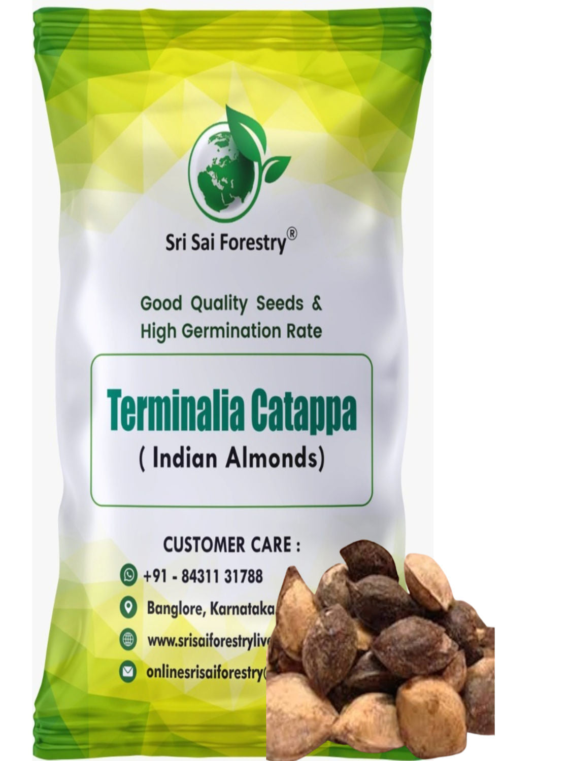 Terminalia Catappa Seeds, Indian Almond Tree Seed SRI SAI FORESTRY