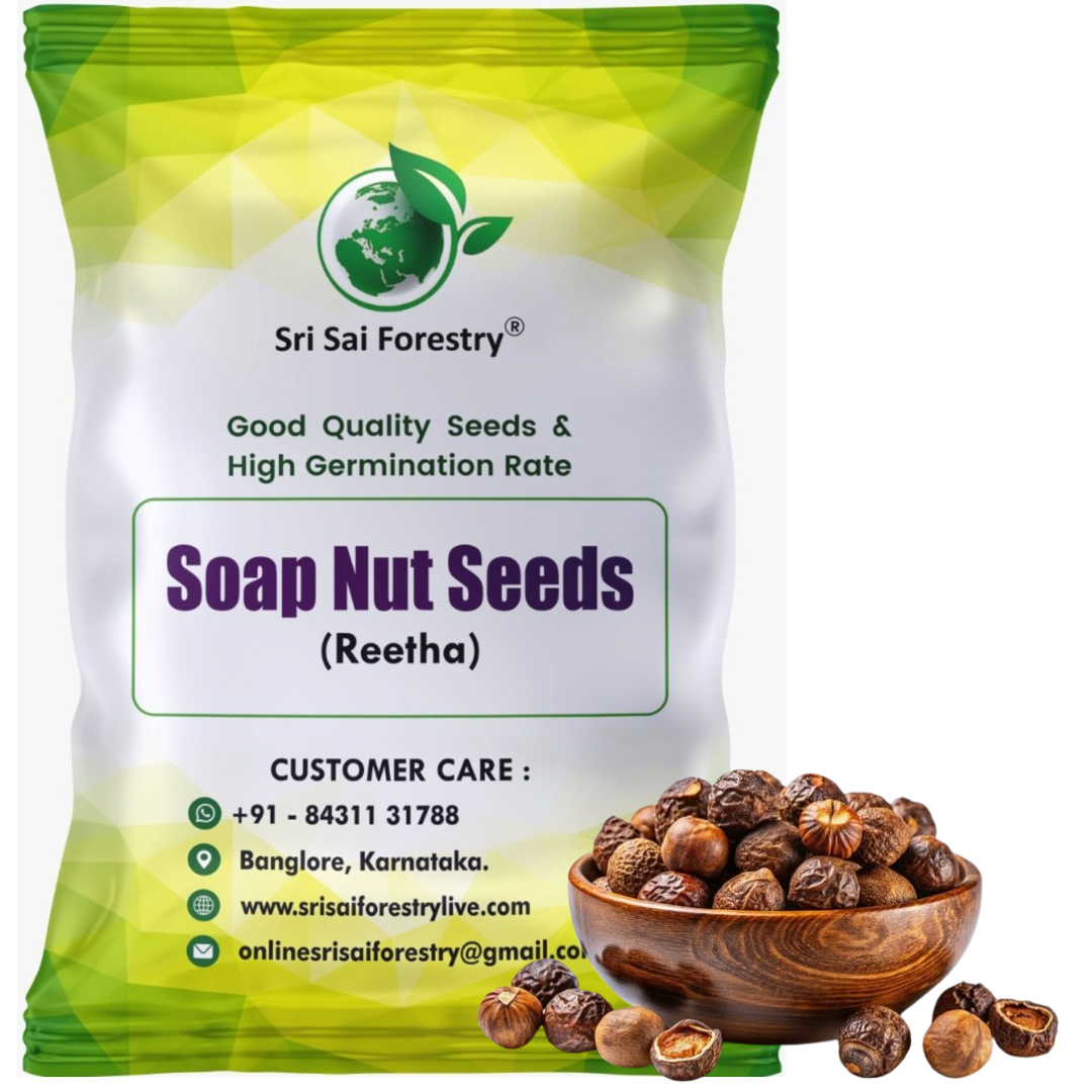 Soap Nut Tree Seeds (Sapindus Marginatus), Indian Reetha Seed for Home Use and Planting SRI SAI FORESTRY