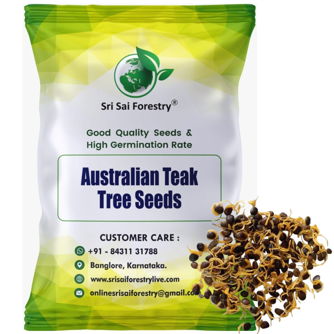 Australian Teak Tree Seeds (Acacia Mangium) – For Landscaping and Timber Growth SRI SAI FORESTRY