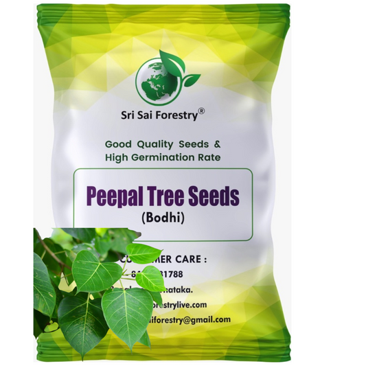 Peepal Tree Seeds – Ficus Religiosa for Avenue and Shade Trees SRI SAI FORESTRY