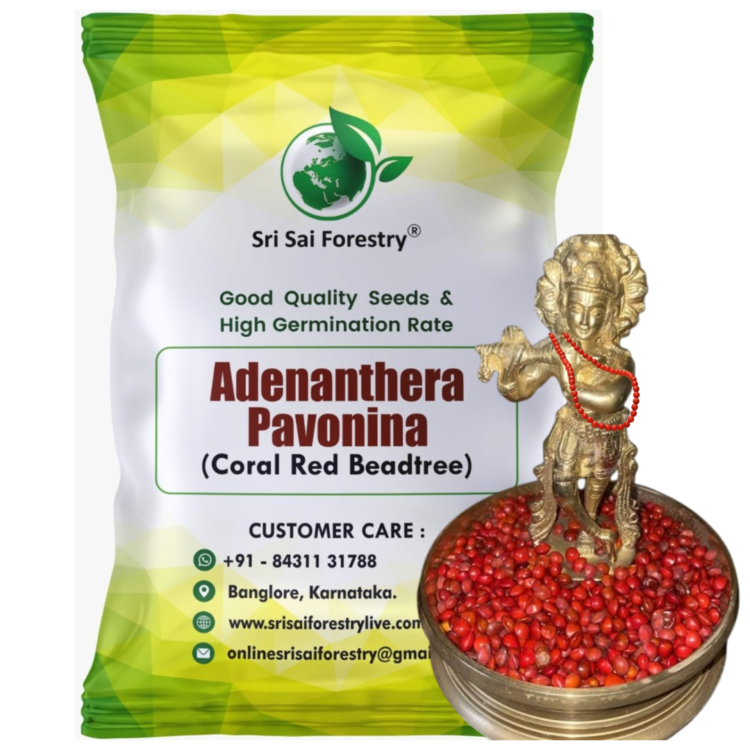 Coral Wood Tree Seeds (Adenanthera Pavonina) – Red Lucky Seeds SRI SAI FORESTRY