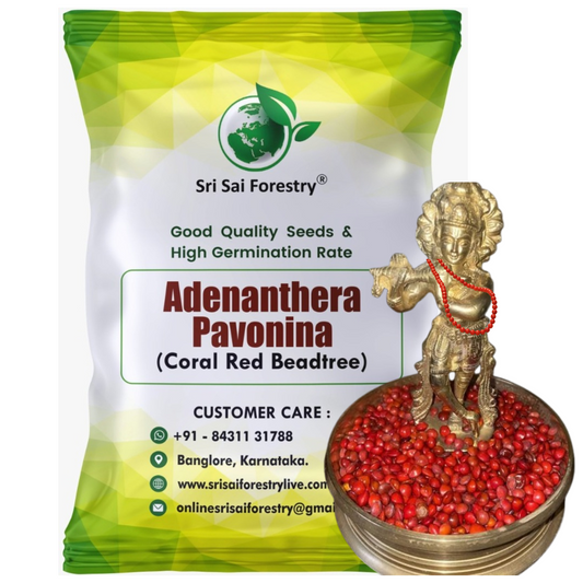 Coral Wood Tree Seeds (Adenanthera Pavonina) – Red Lucky Seeds SRI SAI FORESTRY