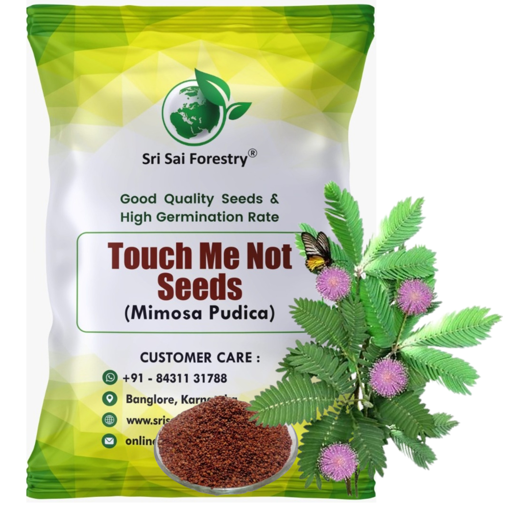 Mimosa Pudica Seeds – The Magical Touch-Me-Not Plant! SRI SAI FORESTRY