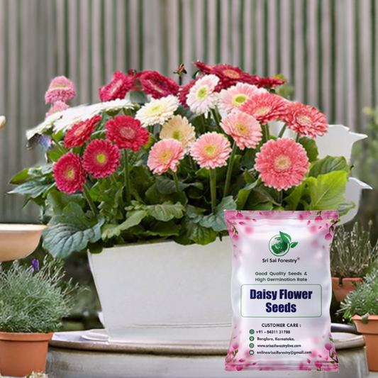 Daisy Seeds – Mixed Color Blooms for a Vibrant Garden, Balcony & Terrace SRI SAI FORESTRY