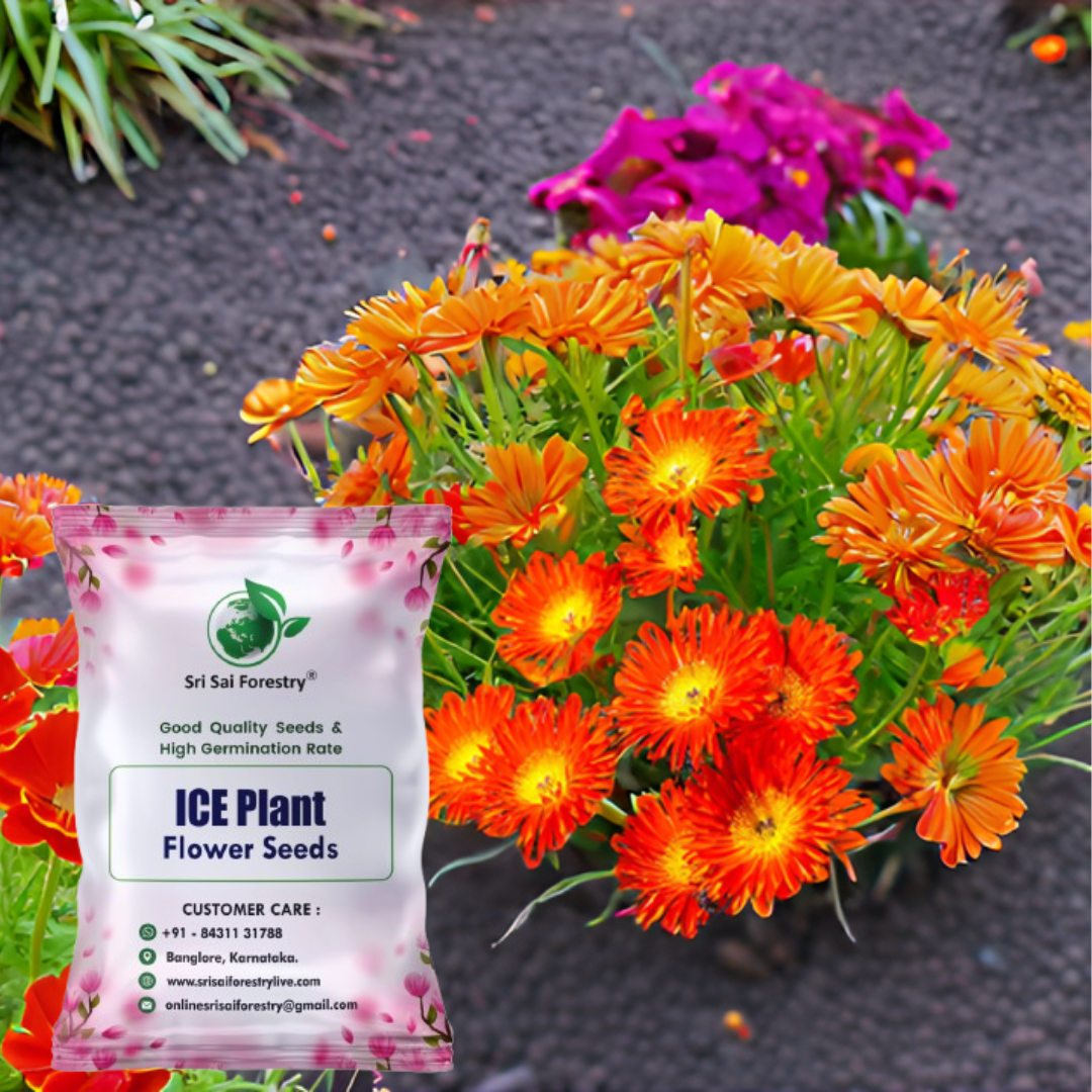 Ice Plant Delosperma Perennial Flower Seeds – Stunning Ground Cover for Your Garden, Balcony & Terrace SRI SAI FORESTRY