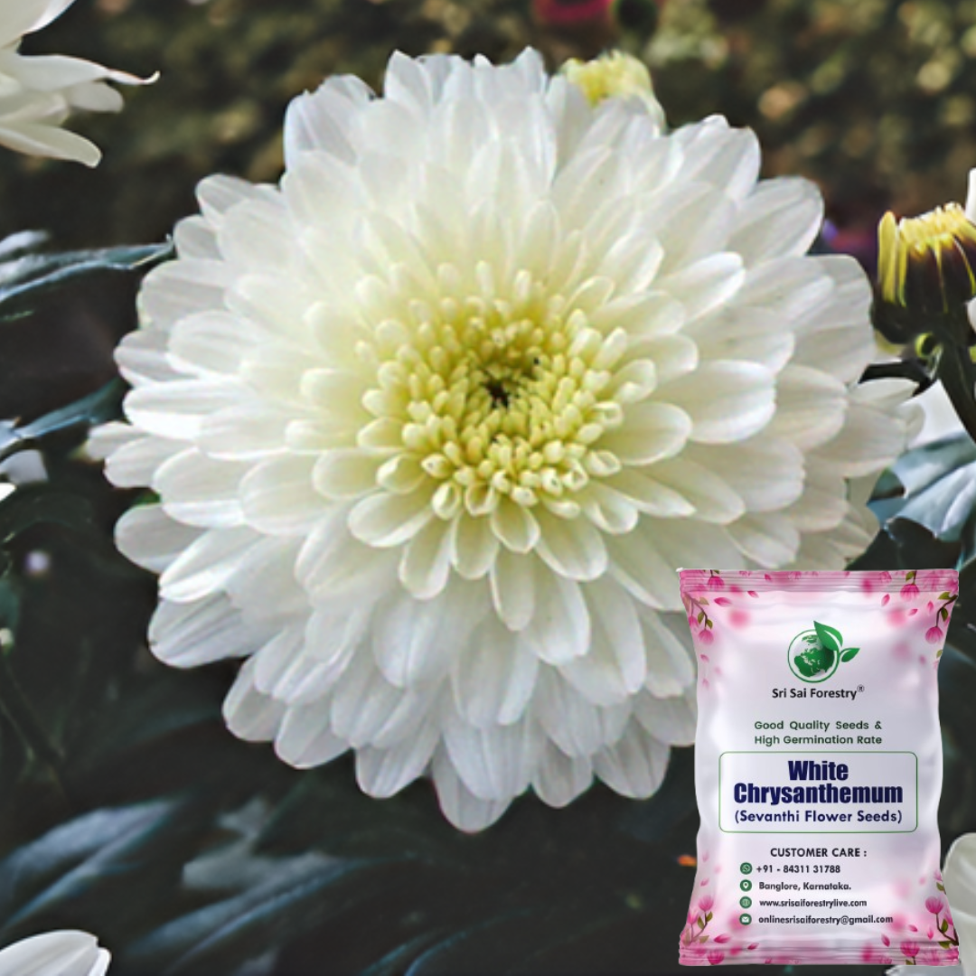White Chrysanthemum Flower Seeds, Sevanti, White Shevanti Flower Color Seed Ornamental Plant Flower Seed for Home Garden Terrace Apartments Balcony SRI SAI FORESTRY