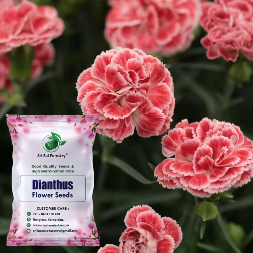 Dianthus 'Merry-Go-Round' – Indian Pink Garden Flower Seeds for a Colorful Balcony, Terrace & Garden SRI SAI FORESTRY