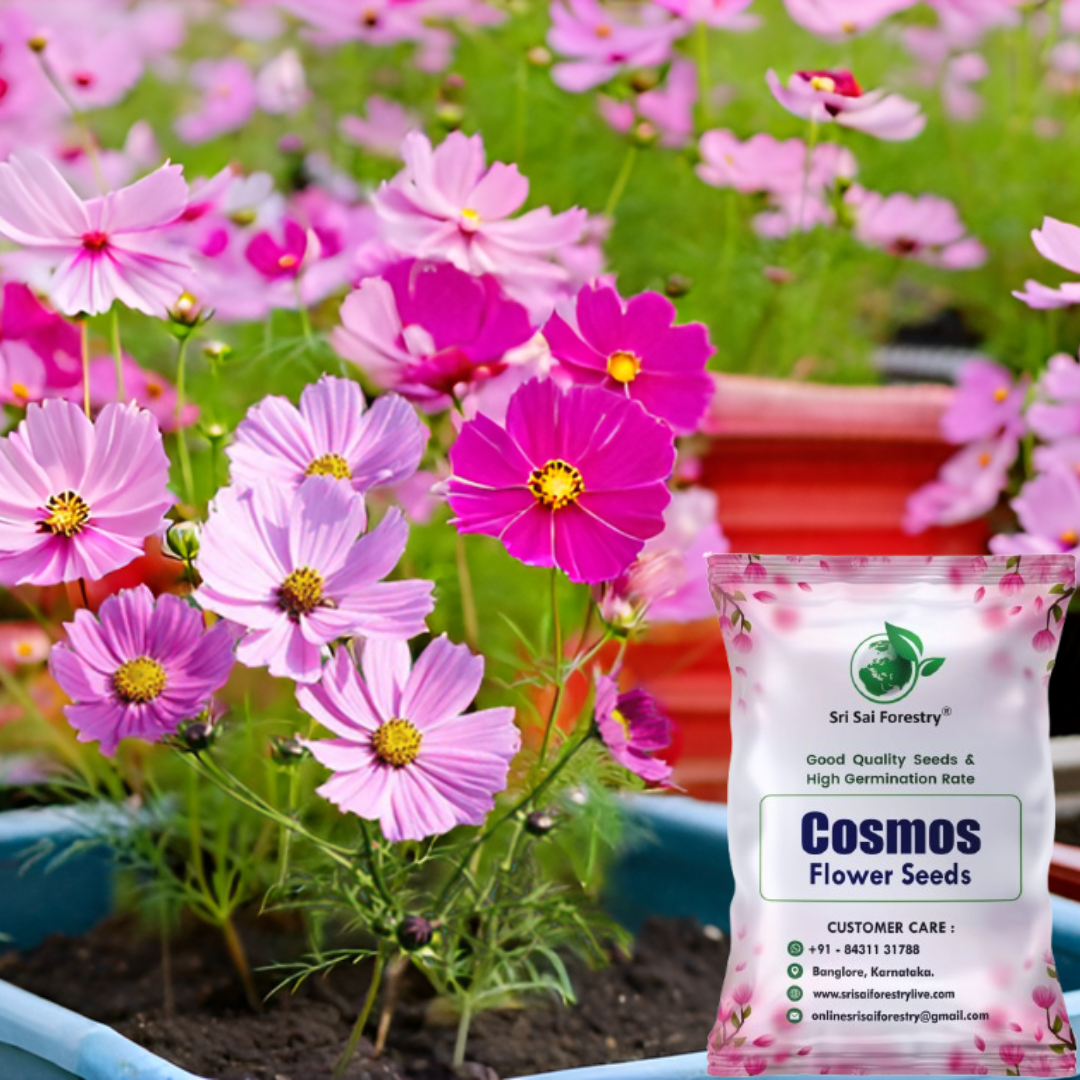 Cosmos Flower Seeds – Multi-Color Ornamental Mix for Apartments & Gardens SRI SAI FORESTRY