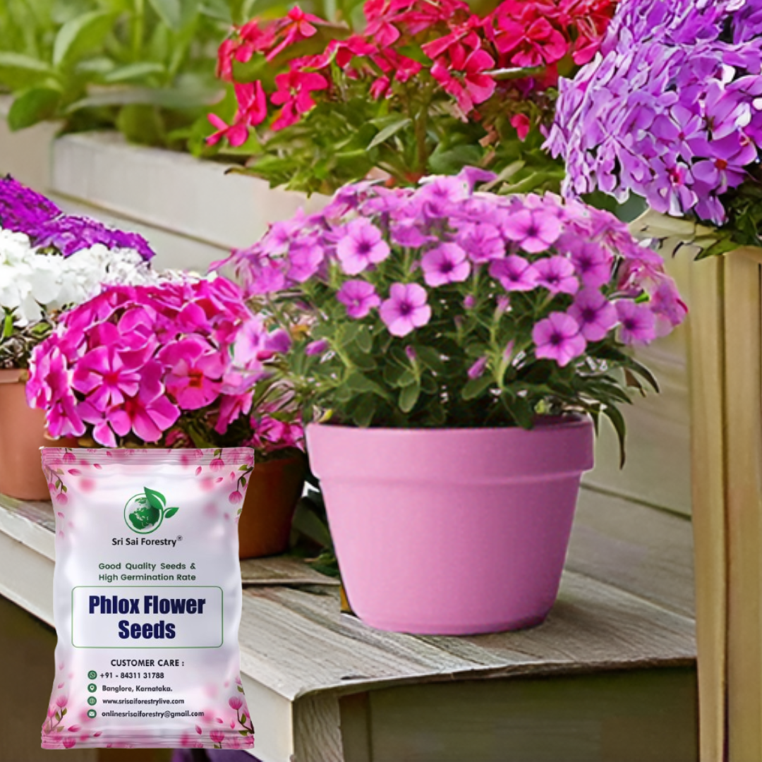 Phlox Flower Seeds (100 Seeds, Mixed Colors) – Brighten Up Your Home Garden & Balcony SRI SAI FORESTRY