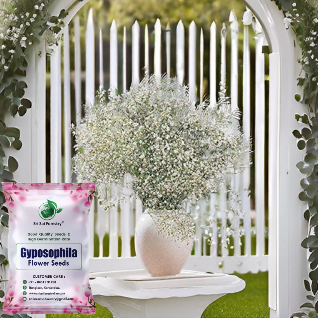 Gypsophila 'Snow Flakes' Seeds – Delicate White Blooms for a Beautiful Home Garden & Balcony SRI SAI FORESTRY