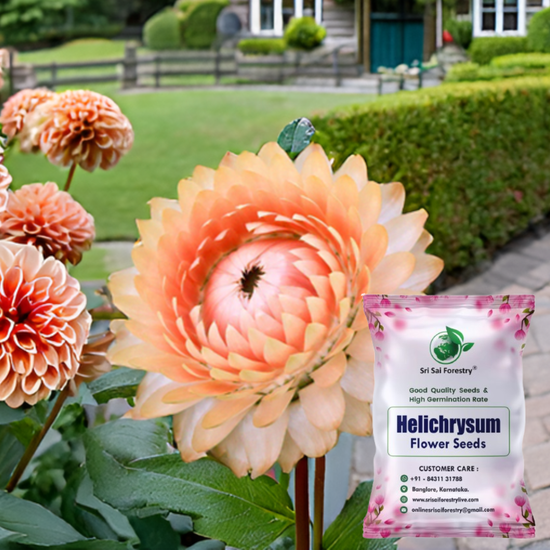 Helichrysum Flower Seeds – Everlasting Blooms for Garden, Balcony & Dried Arrangements SRI SAI FORESTRY
