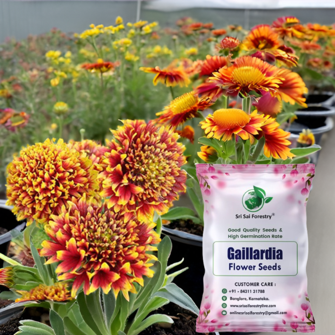 Gaillardia Pulchella Seeds – Bright & Hardy Blooms for Garden, Balcony & Landscape SRI SAI FORESTRY