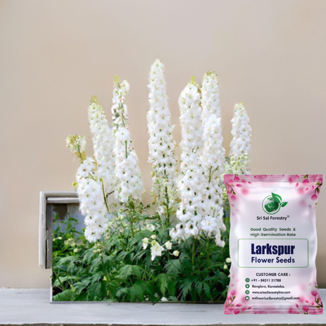 Larkspur (Delphinium) Annual Flower Seeds – Elegant Spikes of Color for Your Garden & Balcony SRI SAI FORESTRY