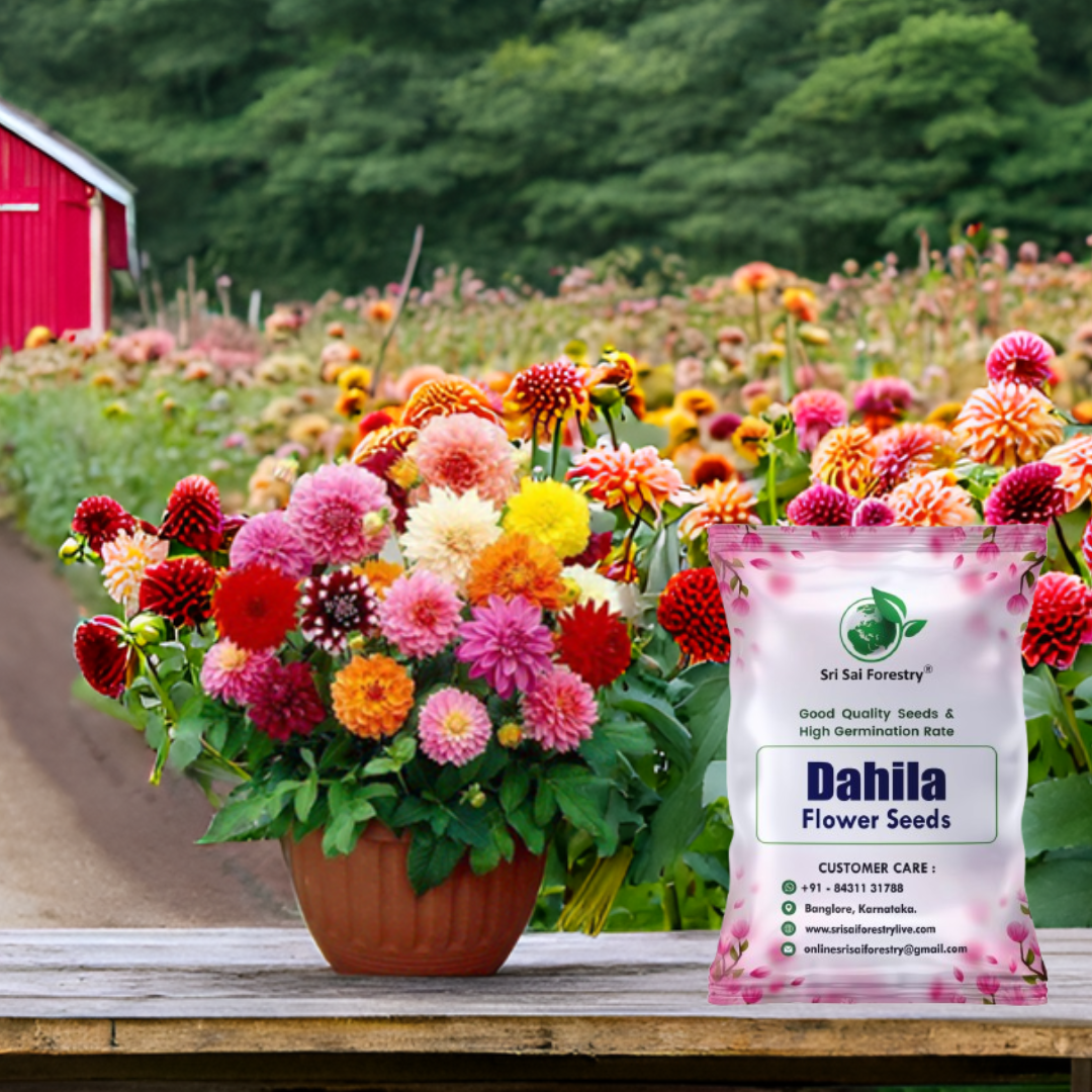 Dahlia Flower Seed – Mixed Color Ornamental Plant Seeds for Garden, Balcony & Terrace SRI SAI FORESTRY