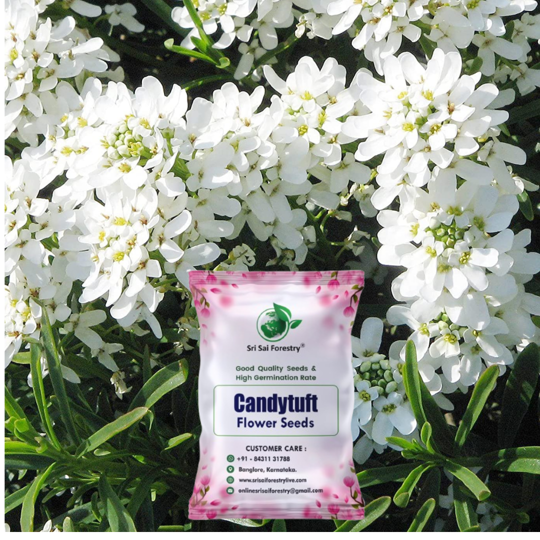 Candytuft Flower Seeds – Elegant Blooms for Your Garden, Balcony & Terrace SRI SAI FORESTRY