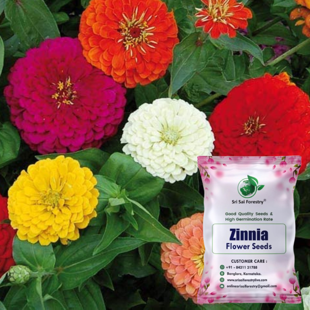 Zinnia Mixed Hybrid Seeds – Vibrant, Long-Lasting Blooms for Garden, Balcony & Containers SRI SAI FORESTRY