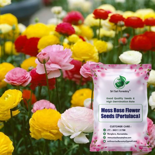 Moss Rose (Portulaca) Mix Color Flower Seeds – Drought-Tolerant Blooms for Sunny Spaces SRI SAI FORESTRY