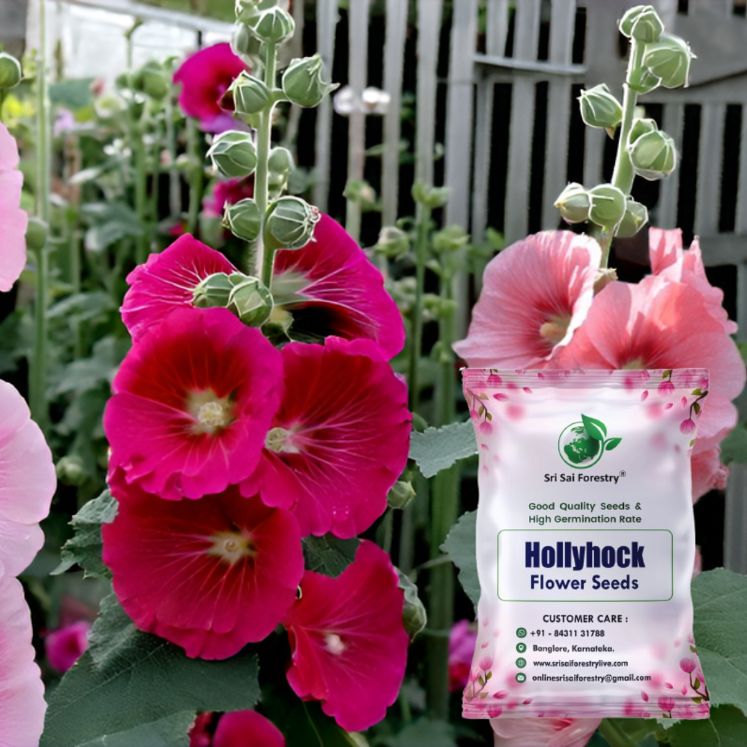 Hollyhock Flower Seeds – Mixed Color Blooms for Your Home Garden, Terrace & Balcony SRI SAI FORESTRY