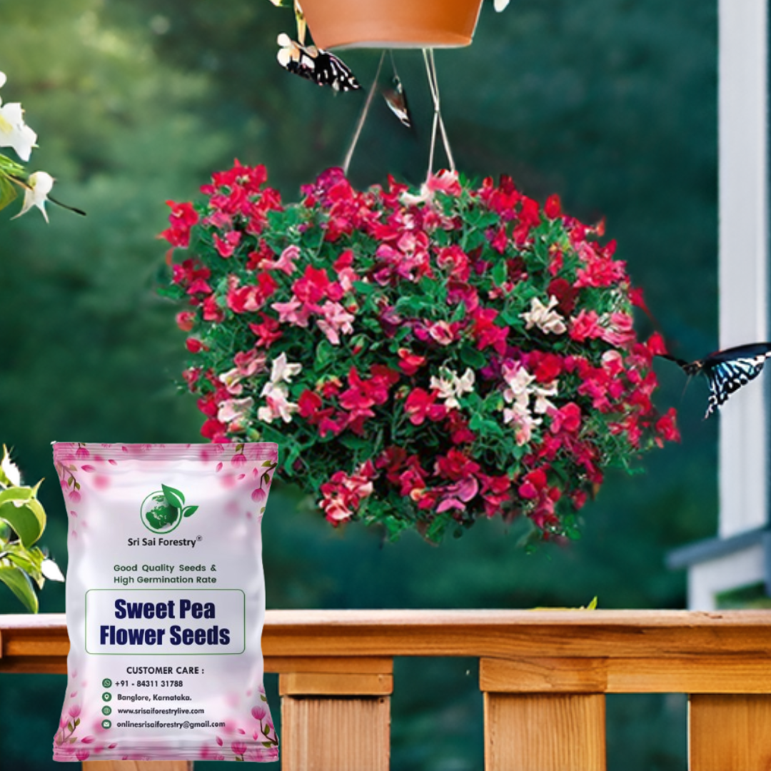 Sweet Peas Flower Seeds – Vibrant & Fragrant Blooms for Your Garden, Balcony & Terrace SRI SAI FORESTRY