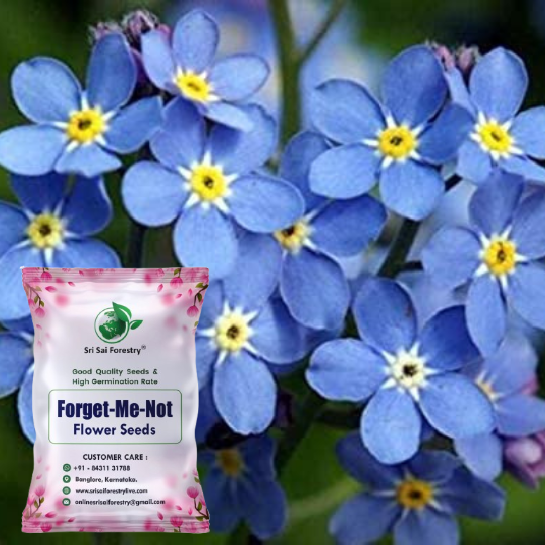 Forget-Me-Not Blue Seeds – Gorgeous Myosotis Sylvatica Flowers for Home & Garden SRI SAI FORESTRY