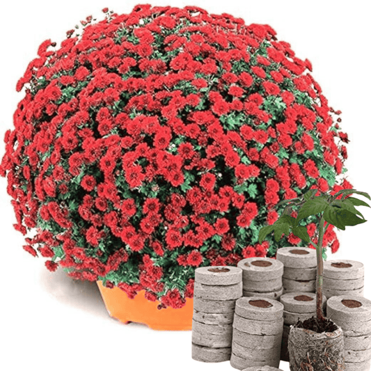 Chrysanthemum (Sevanti, Shevanti) Mixed Flower Seeds Pack + Coco Coir (2 Disc) Ideal for Seed Germination for Home Garden SRI SAI FORESTRY