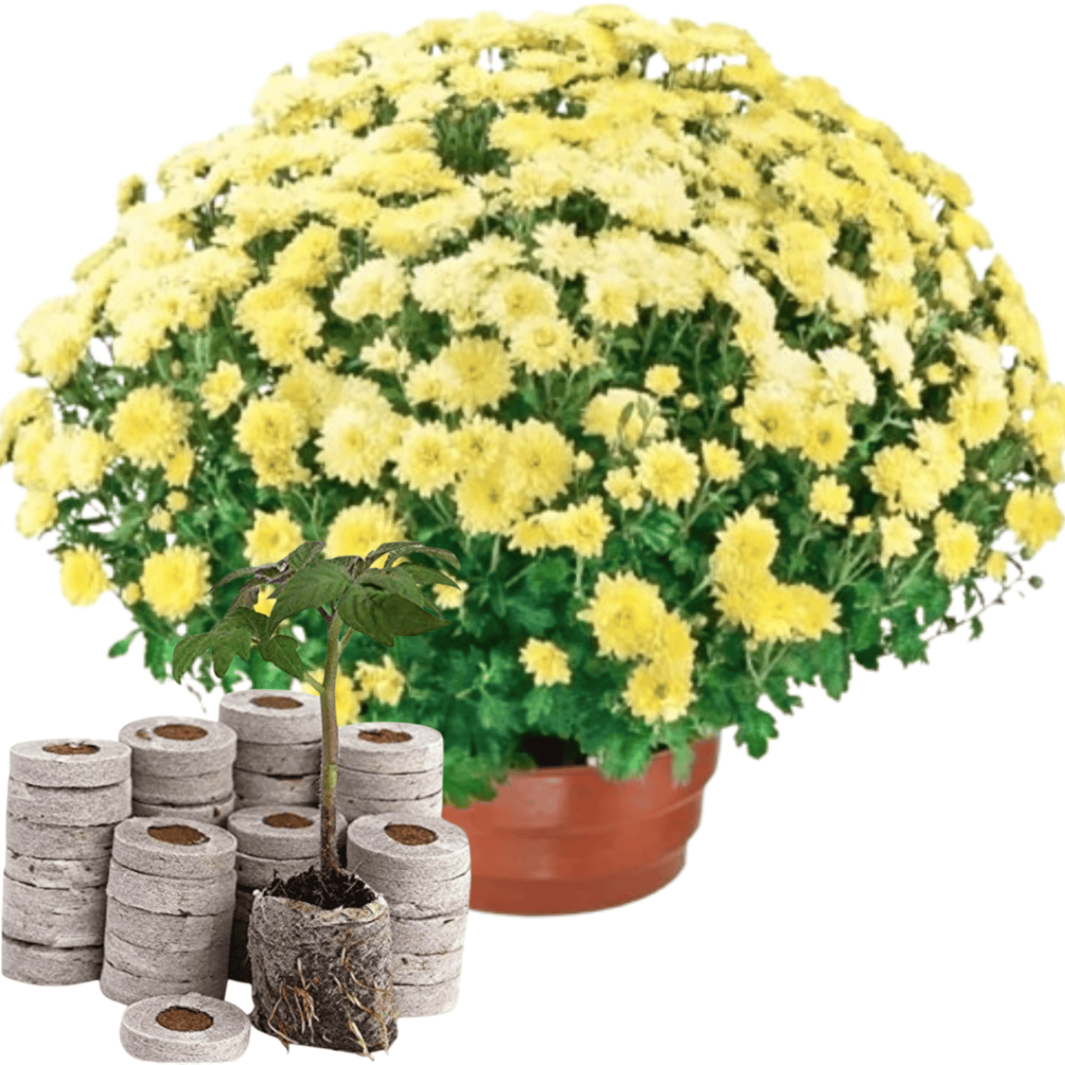 Yellow Chrysanthemum (Sevanti, Shevanti) Flower Seeds Pack + Coco Coir (2 Disc) Ideal for Seed Germination for Home Garden SRI SAI FORESTRY