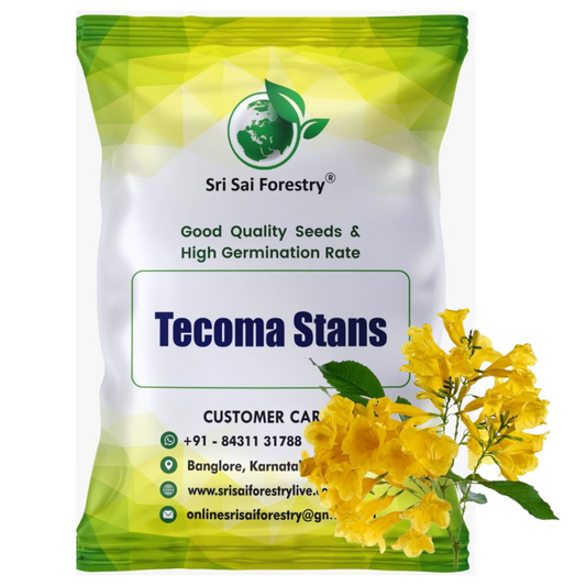 Tecoma Stans Flower Tree Seeds Perfect for Avenue Planting, Live Fencing, & Garden Landscaping SRI SAI FORESTRY