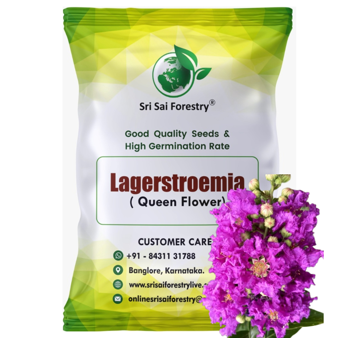 Lagerstroemia Speciosa (Pride of India) Tree Seeds – Vibrant Flowering Beauty for Landscaping SRI SAI FORESTRY
