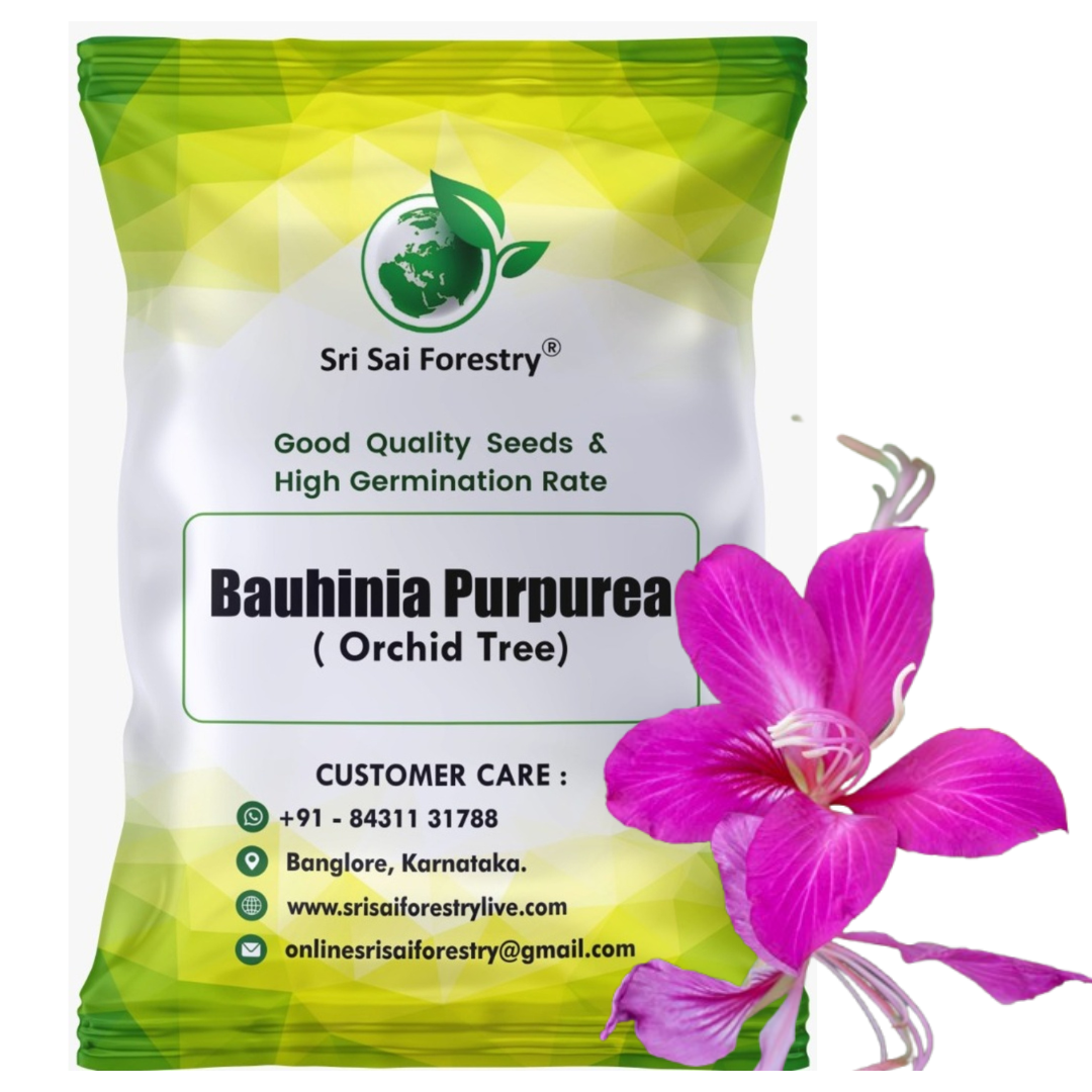 Bauhinia Purpurea Pink Orchid Tree Seeds Ornamental Plant Flower Seed for Avenue, Live Fencing SRI SAI FORESTRY