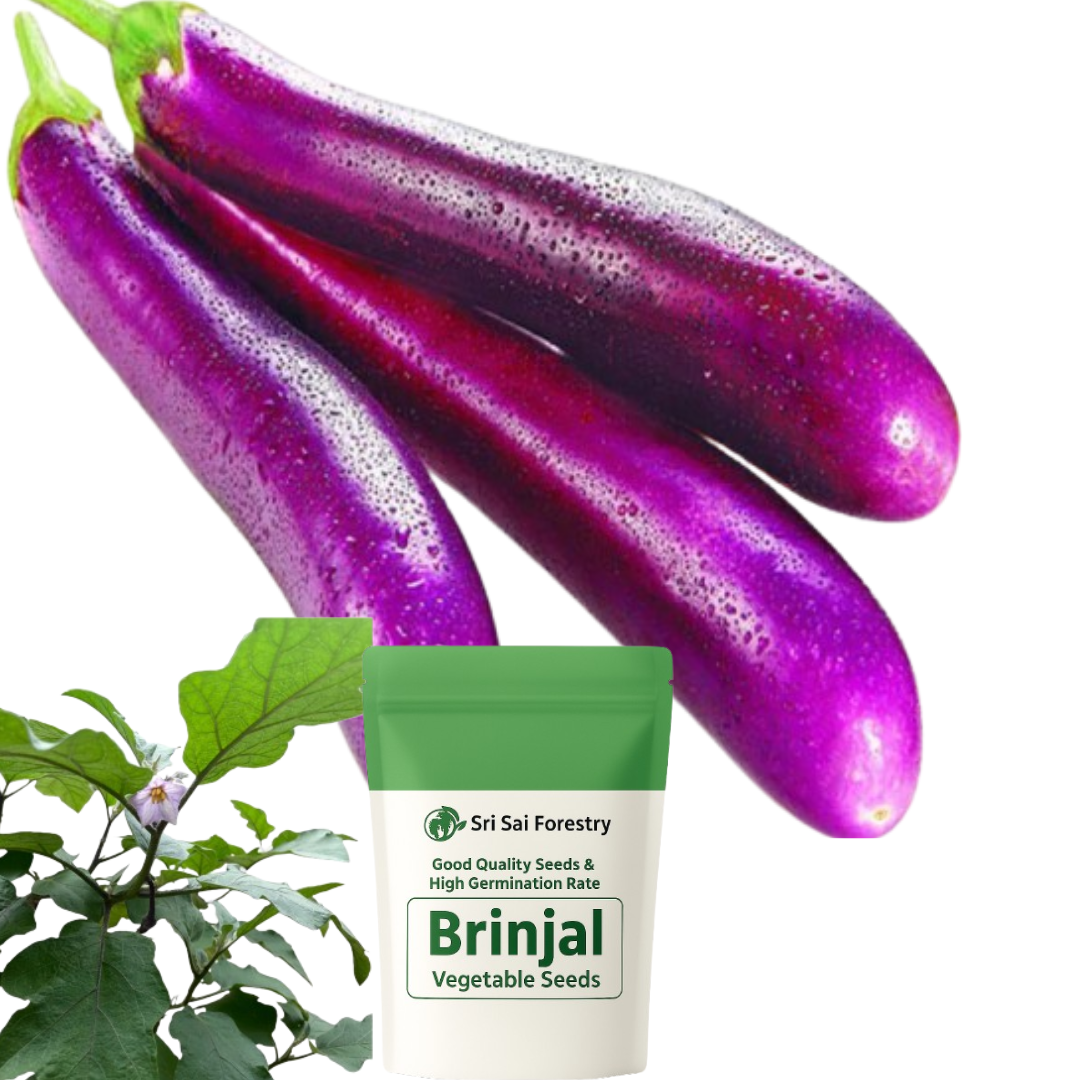Long Brinjal Seeds | Eggplant | Begun | Kathirikai | Vankaya | Badanekai Vegetable Seeds | Terrace Balcony Kitchen Home Garden Planting SRI SAI FORESTRY