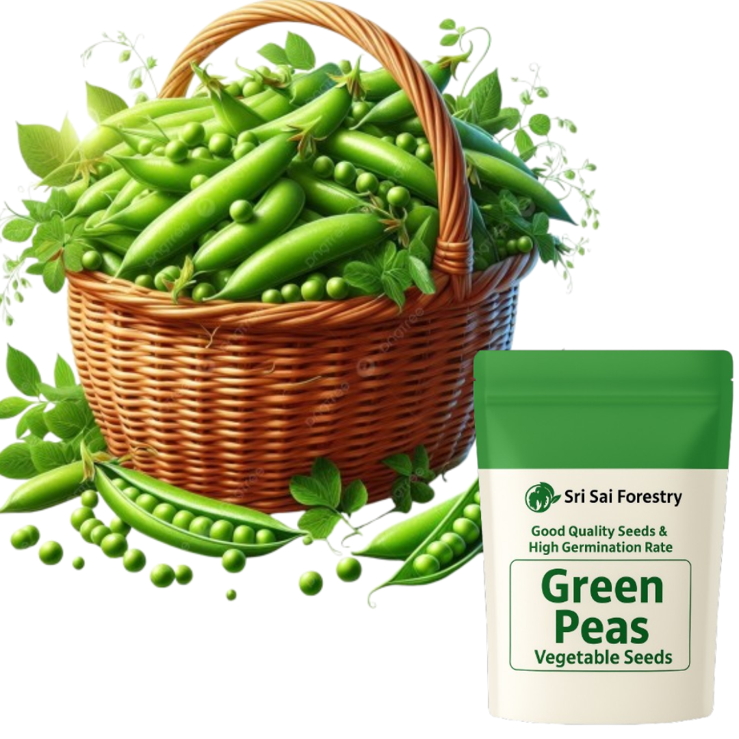 Green Peas Seeds for Planting, Matar Vatana Pattani Pachi Batani Vegetable Seeds for Home Kitchen Terrace Balcony Garden SRI SAI FORESTRY