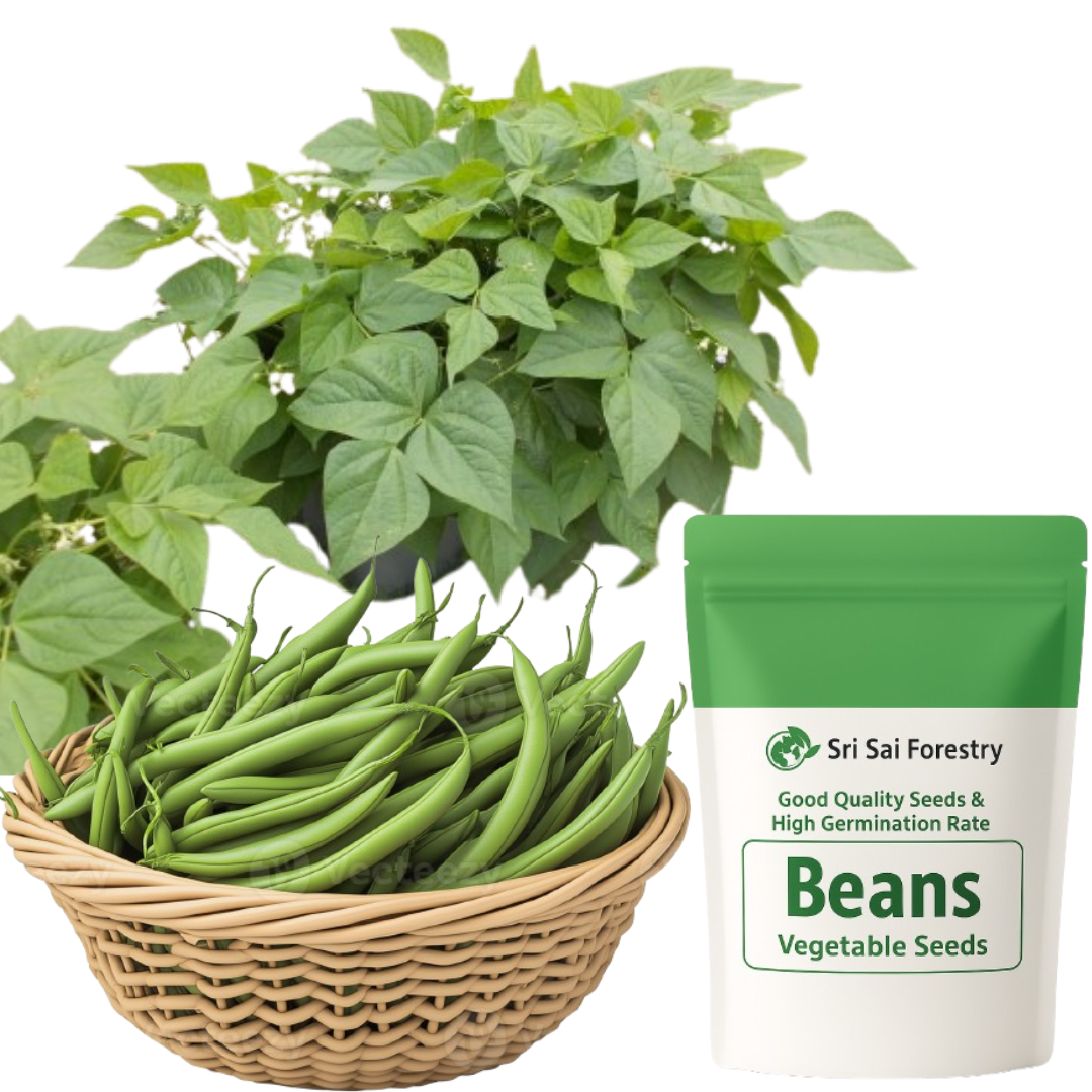 Beans Seeds for Planting | French Beans | Farasbi | Sem | Chikkudu | Avarakkai | Sheem | Barbati | Phali | Organic Vegetable Seeds for Home Garden Terrace Balcony SRI SAI FORESTRY