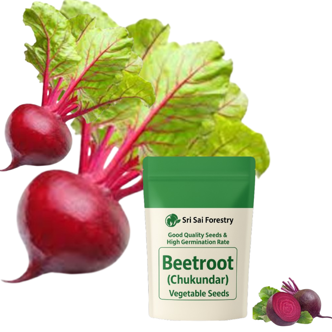 Beetroot Seeds for Planting (Chukundar, Beet Root, Parsnip) Vegetable Seed for Balcony, Terrace &amp; Home Kitchen Garden SRI SAI FORESTRY