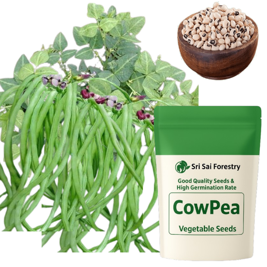 Cowpea Seeds for Planting | Lobia Lobhia Chawli Barbati Alasande Karamani Black Eyed Pea Vegetable Seed for Home Kitchen Terrace Balcony Garden SRI SAI FORESTRY