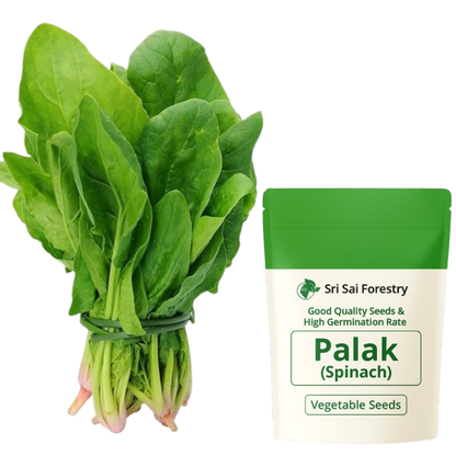Spinach Seeds for Planting Palak Pasala Keerai Palakura Vegetable Seed for Home Garden, Terrace &amp; Balcony Gardening SRI SAI FORESTRY